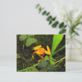 Orange Terbilis Gift Dart Frog Postcard Postkarte (Stehend Vorderseite)