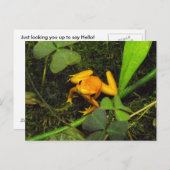 Orange Terbilis Gift Dart Frog Postcard Postkarte (Vorne/Hinten)