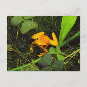 Orange Terbilis Gift Dart Frog Postcard Postkarte