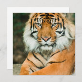 Orange Tiger-Einladungen Einladung (Vorne/Hinten)