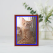 Orange Tiger Kitty Postcard Postkarte (Stehend Vorderseite)