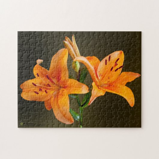 Orange Tiger Lilien Buds Nahe Fotografie Puzzle (Horizontal)