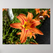 Orange Tiger Lilies Poster (Vorne)