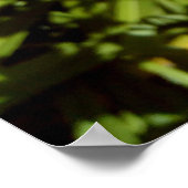 Orange Tiger Lilies Poster (Ecke)