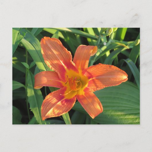 Orange Tiger Lily Blume Postkarte (Vorderseite)