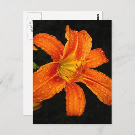 Orange Tiger Lily Blume Postkarte (Vorne/Hinten)