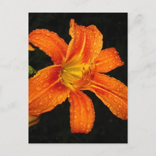 Orange Tiger Lily Blume Postkarte (Vorderseite)