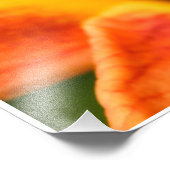Orange Tiger Lily Fotodruck (Ecke)