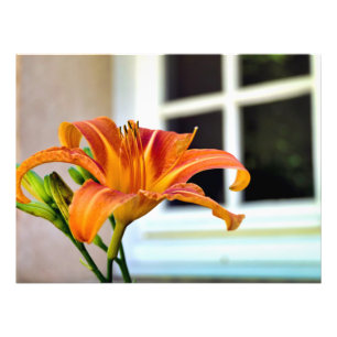 Orange Tiger Lily Fotodruck