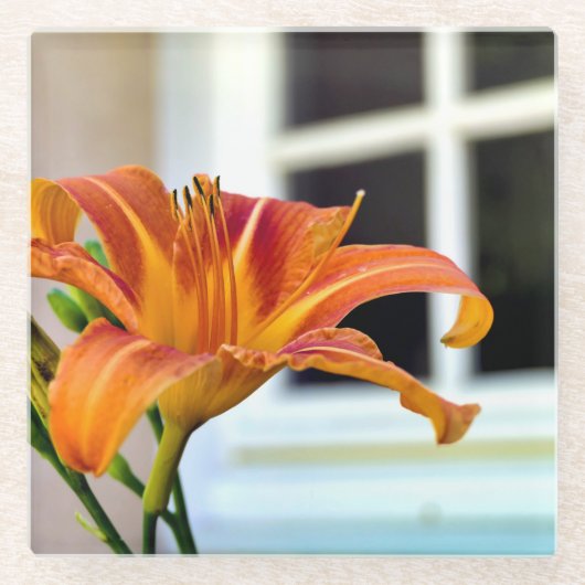 Orange Tiger Lily Glasuntersetzer (Vorderseite)