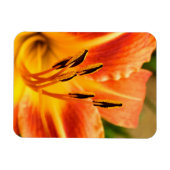 Orange Tiger Lily Magnet (Horizontal)