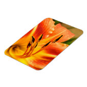 Orange Tiger Lily Magnet (Linke Seite)