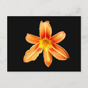 Orange Tiger Lily Postcard Postkarte