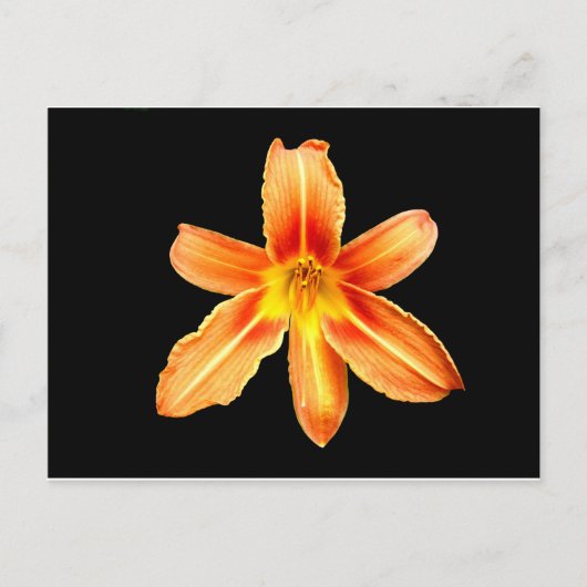Orange Tiger Lily Postcard Postkarte (Vorderseite)