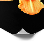 Orange Tiger Lily Poster (Ecke)
