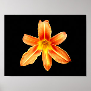 Orange Tiger Lily Poster