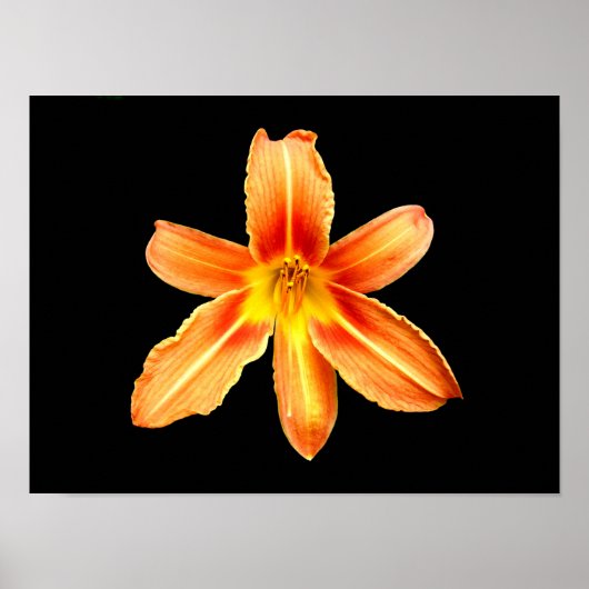 Orange Tiger Lily Poster (Vorne)