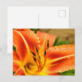 Orange Tiger Lily Postkarte (Vorne/Hinten)