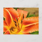 Orange Tiger Lily Postkarte (Vorderseite)