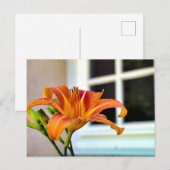 Orange Tiger Lily Postkarte (Vorne/Hinten)