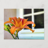 Orange Tiger Lily Postkarte (Vorderseite)
