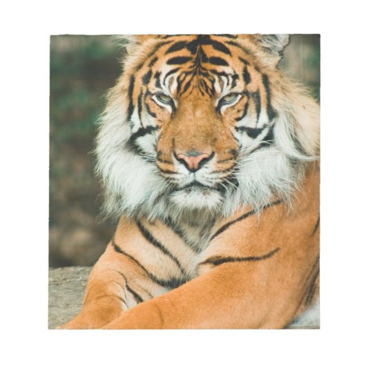 Orange Tiger Notepad Notizblock (Vorderseite)