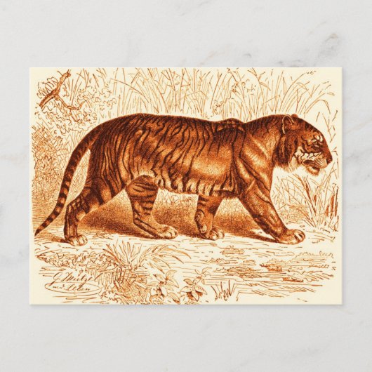 Orange Tiger Postcard Postkarte (Vorderseite)