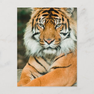 Orange Tiger Postcard Postkarte