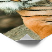 Orange Tiger Poster Print (Ecke)