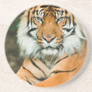 Orange Tiger-Untersetzer Getränkeuntersetzer