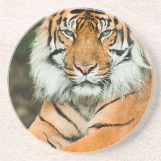 Orange Tiger-Untersetzer Getränkeuntersetzer (Vorne)