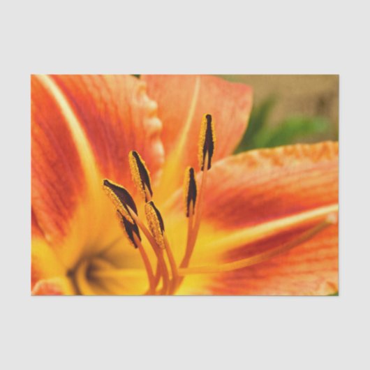 Orange Tigerlilie Seidenpapier (Vorderseite)