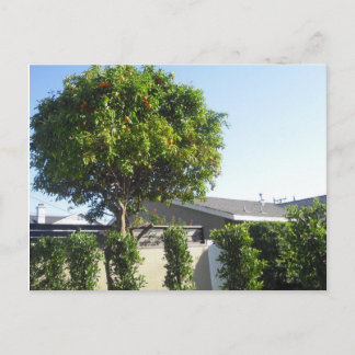 Orange Tree Postcard Postkarte