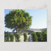 Orange Tree Postcard Postkarte (Vorderseite)