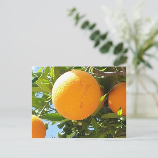 Orange Tree - Spanien, Postkarte (Stehend Vorderseite)