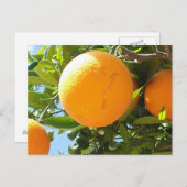 Orange Tree - Spanien, Postkarte (Vorne/Hinten)