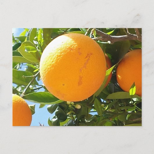 Orange Tree - Spanien, Postkarte (Vorderseite)