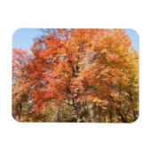 Orange Trees Magnet (Horizontal)