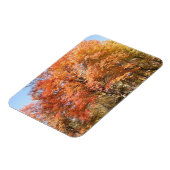 Orange Trees Magnet (Linke Seite)