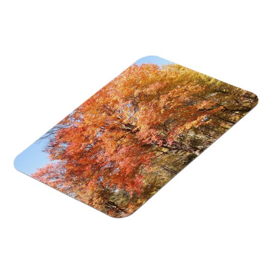 Orange Trees Magnet (Linke Seite)