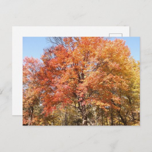 Orange Trees Postkarte (Vorne/Hinten)