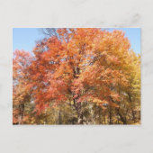 Orange Trees Postkarte (Vorderseite)