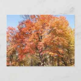 Orange Trees Postkarte