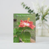Orange Tropischer Hibiskus Blume Postkarte (Stehend Vorderseite)