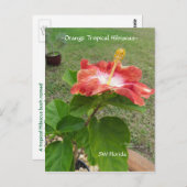 Orange Tropischer Hibiskus Blume Postkarte (Vorne/Hinten)