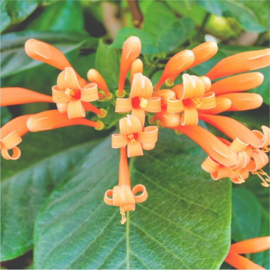 Orange Trumpet Vine Aufkleber (Vorderseite)