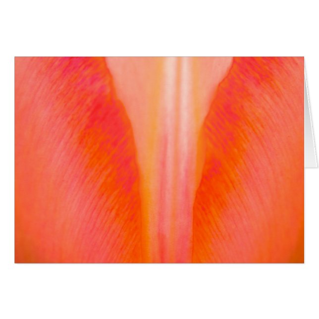 Orange Tulip (Vorderseite (Horizontal))