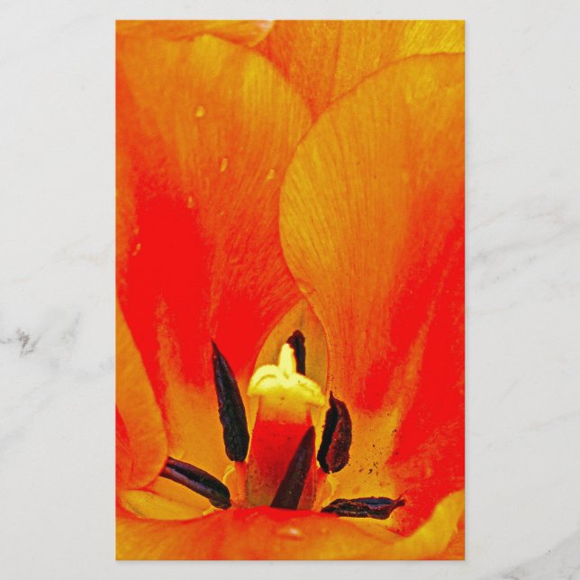 Orange Tulip (Vorderseite)