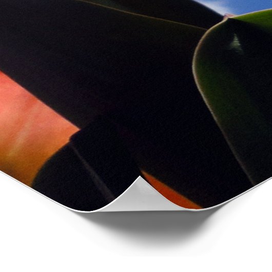 Orange Tulip, Blue Sky Poster (Ecke)