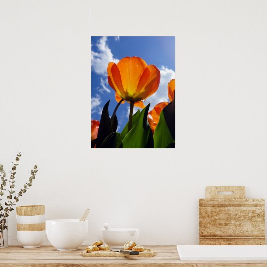 Orange Tulip, Blue Sky Poster (Küche)